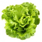 Lettuce Green