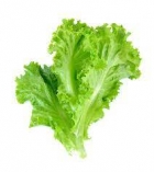 Lettuce Green